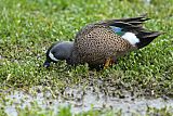 Blue-winged Teal